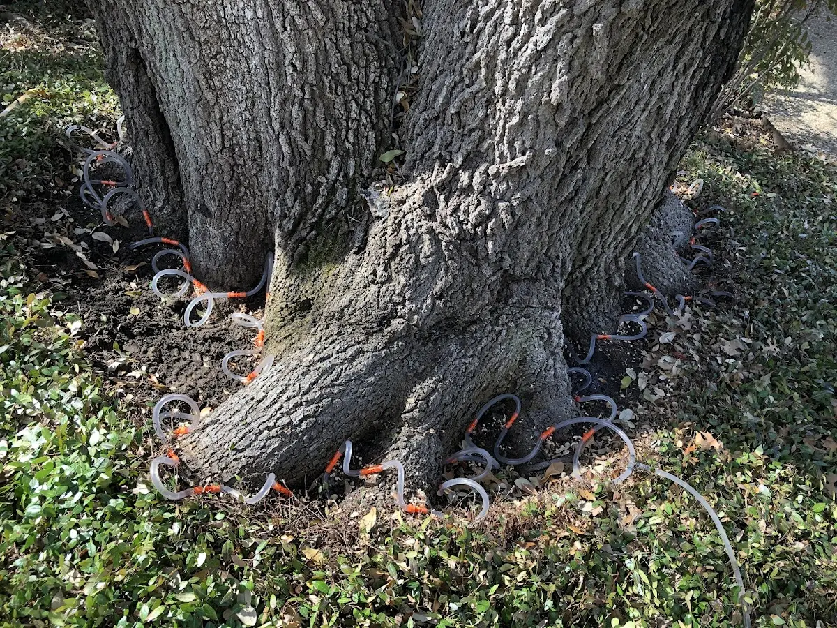 Detailed Shrub and Hedge Trimming job site in Bruin