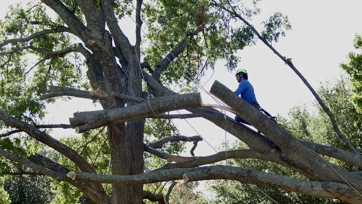 Professional Crown Thinning performed by certified arborists in Bruin