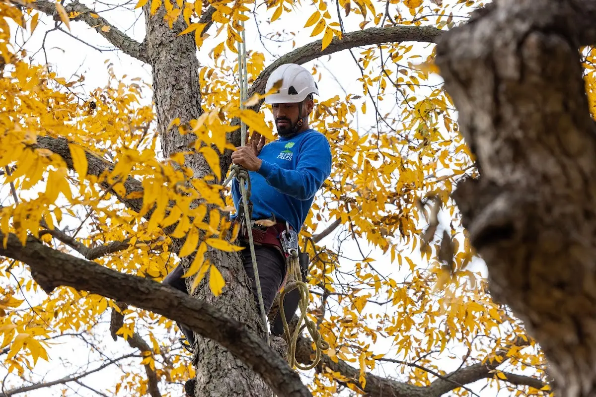 Skilled Storm Damage Cleanup crew working in Bruin