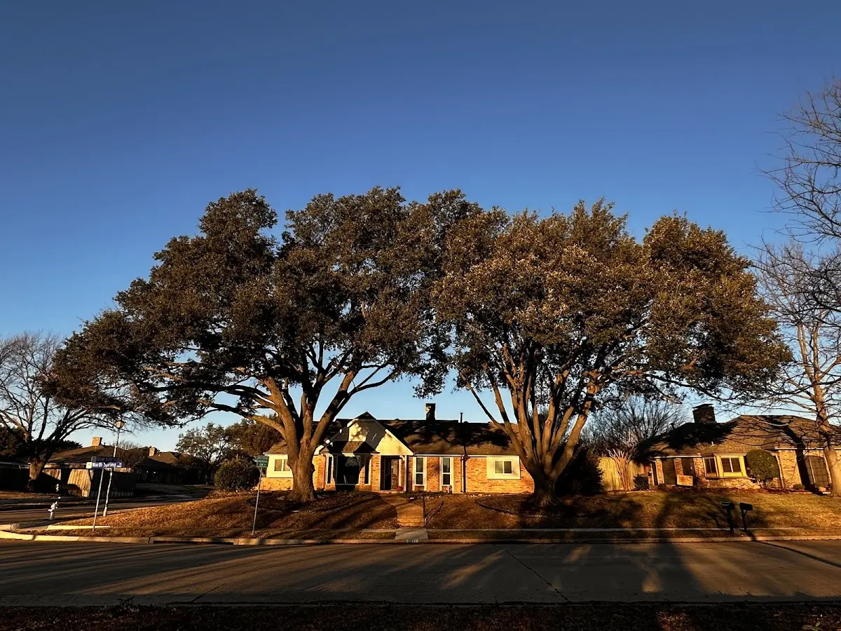 Established residential canopy tree shading a home in Bruin